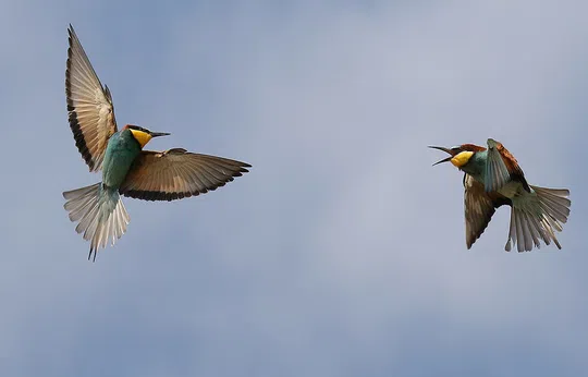 Merops apiaster photographed by Lior Kislev