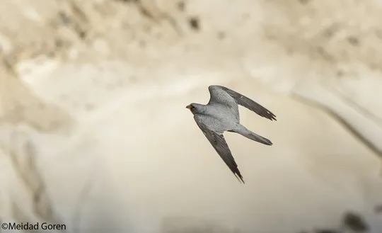 Falco concolor photographed by Meidad Goren