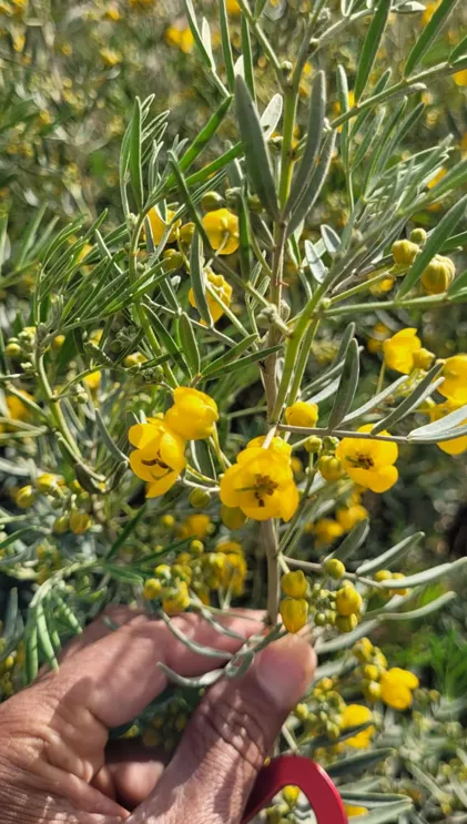 Senna artemisioides photographed by 