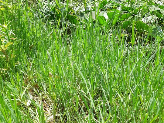 Knotgrass, Couch Paspalum