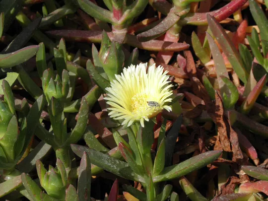 Highway Ice Plant, Pigface photographed by 