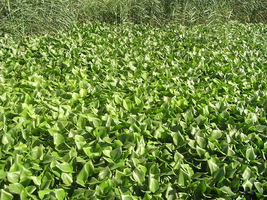 Common Water Hyacinth photographed by 