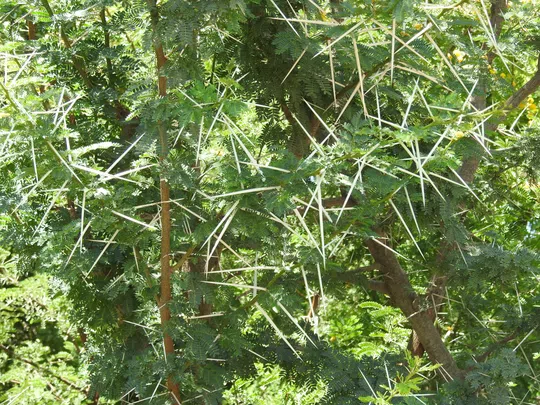 Acacia karroo photographed by 