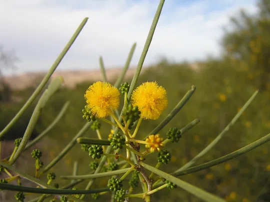 Acacia sclerosperma photographed by 