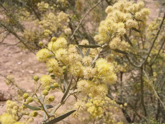 Acacia victoriae photographed by 