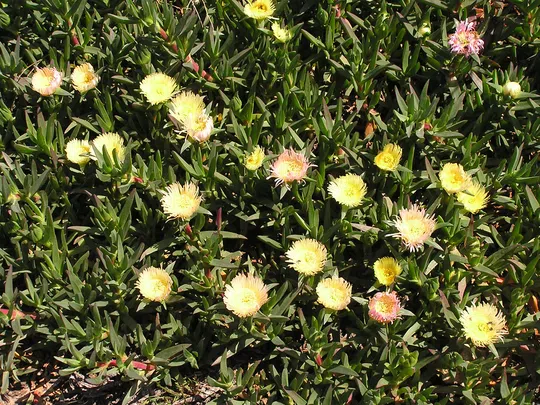 Highway Ice Plant, Pigface photographed by 