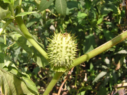 Common Thorn Apple, Jimpson Weed photographed by 