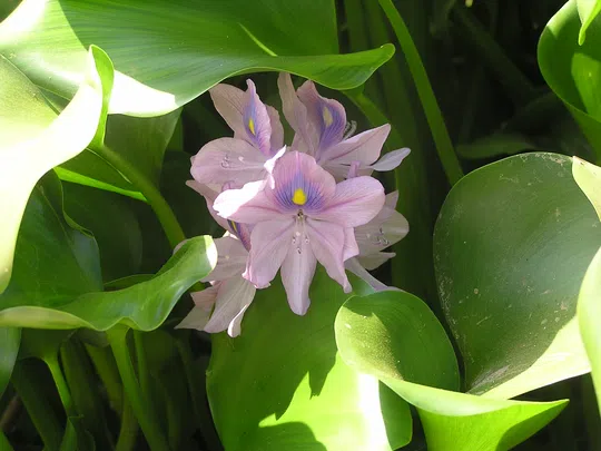 Common Water Hyacinth photographed by 