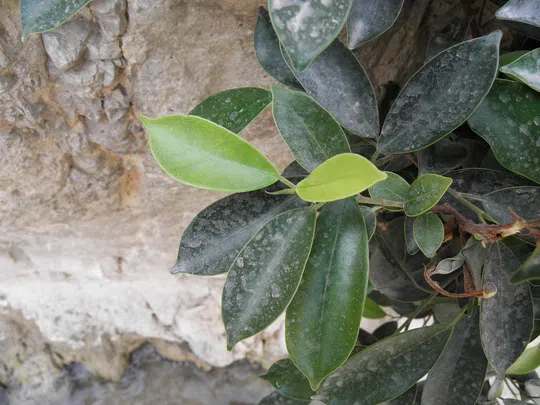 Ficus microcarpa photographed by 