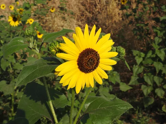 Common Sunflower photographed by 