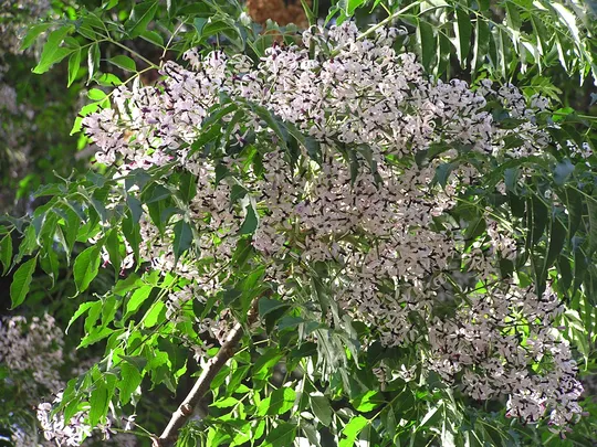 Chinaberry Tree, Pride of India