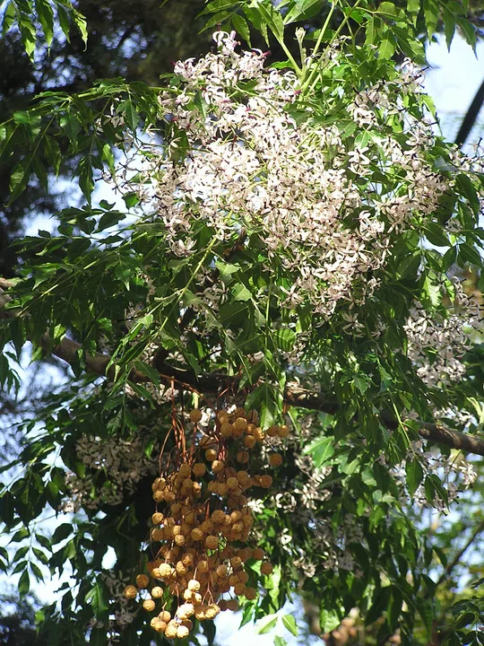 Chinaberry Tree, Pride of India photographed by 