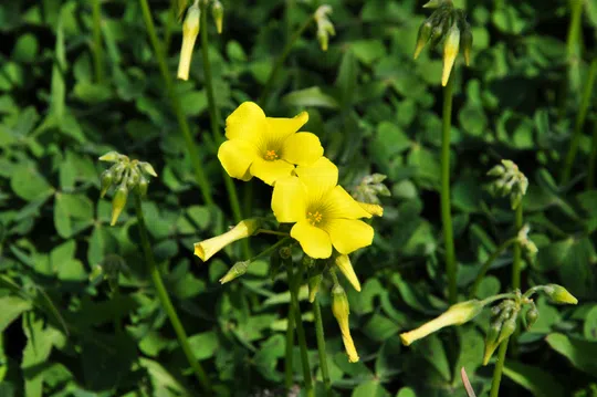 Nodding Wood-sorrel, Bermuda Buttercup photographed by 