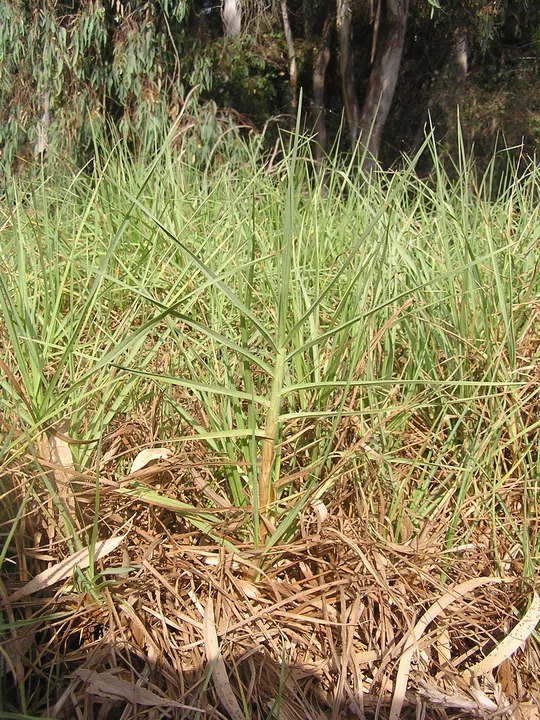 Kikuyu Grass photographed by 