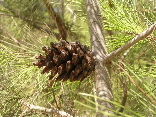 Black Sea Pine, Turkish Pine photographed by 