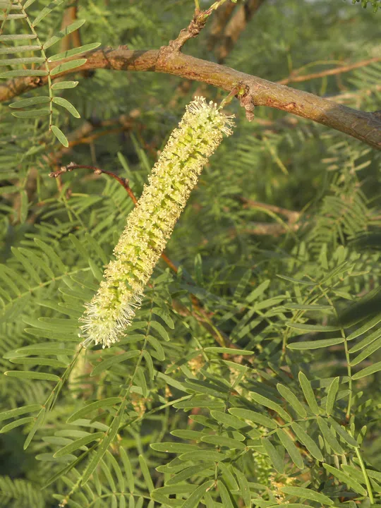 Prosopis juliflora photographed by 