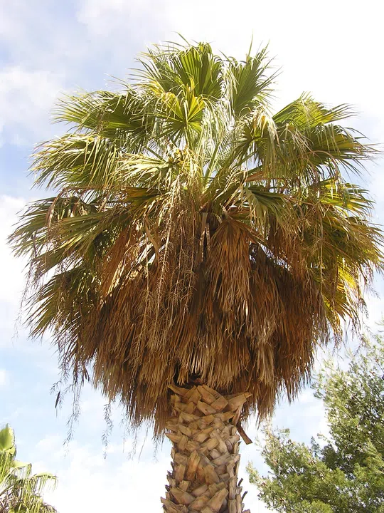 California Fan Palm, Desert Fan Palm photographed by 