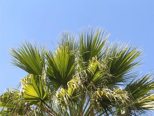 California Fan Palm, Desert Fan Palm photographed by 
