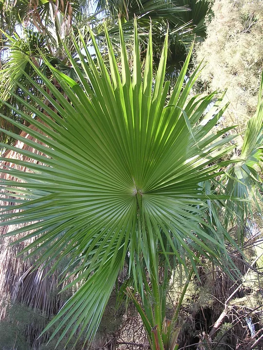 Mexican Fan Palm, Mexican Washingtonia Palm