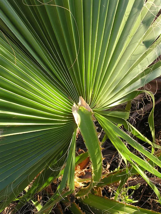 Mexican Fan Palm, Mexican Washingtonia Palm photographed by 