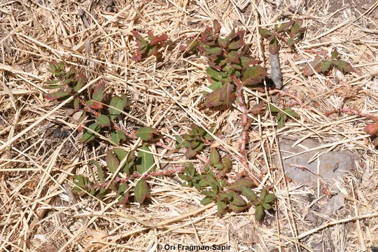 Alpine Knotweed, Related Knotweed photographed by 