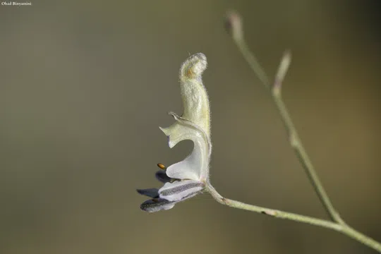 Hard-branched Larkspur photographed by 