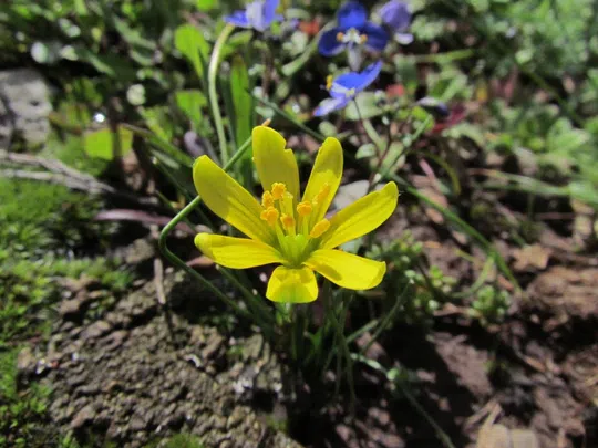 Early Star-of-Bethlehem, Radnor Lily photographed by 