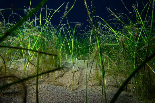 Narrowleaf Seagrass photographed by 
