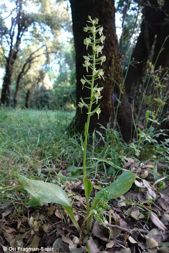 Butterfly Orchid photographed by 