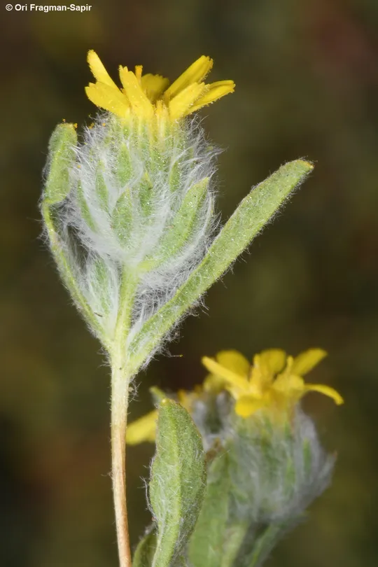 Pulicaria auranitica photographed by 