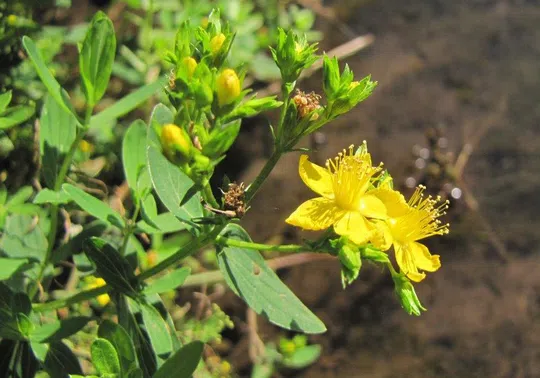 Square-stalked St. John's Wort photographed by 