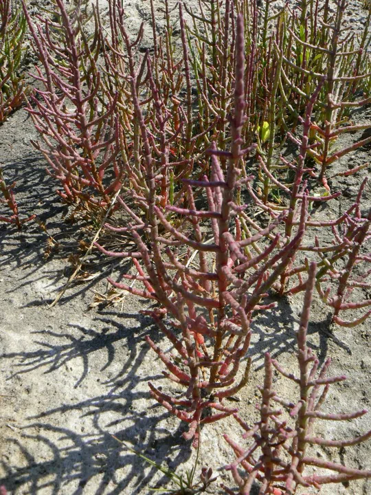 Shrubby Glasswort photographed by 