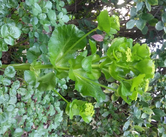 Connate Alexanders photographed by 