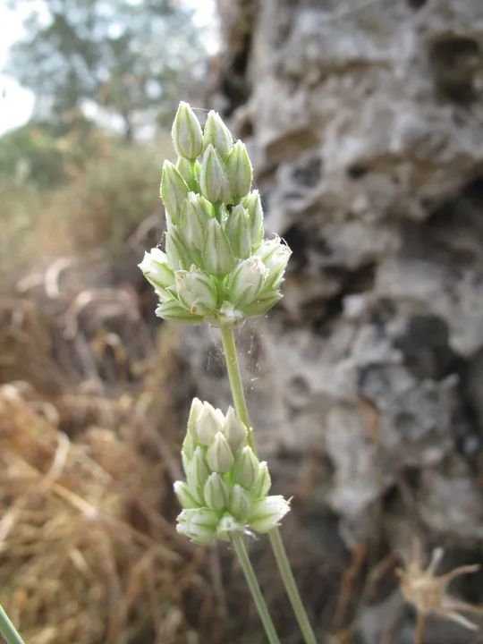 Allium judaeum photographed by 