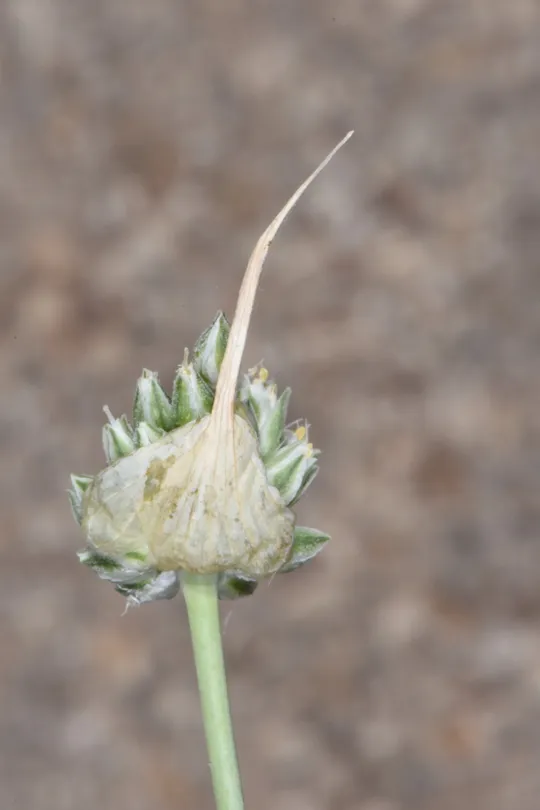 Allium judaeum photographed by 