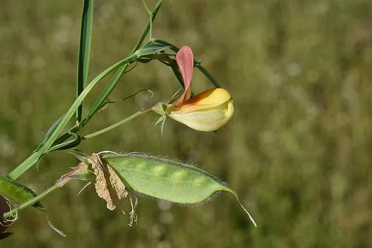 Gorgone's Vetchling photographed by 