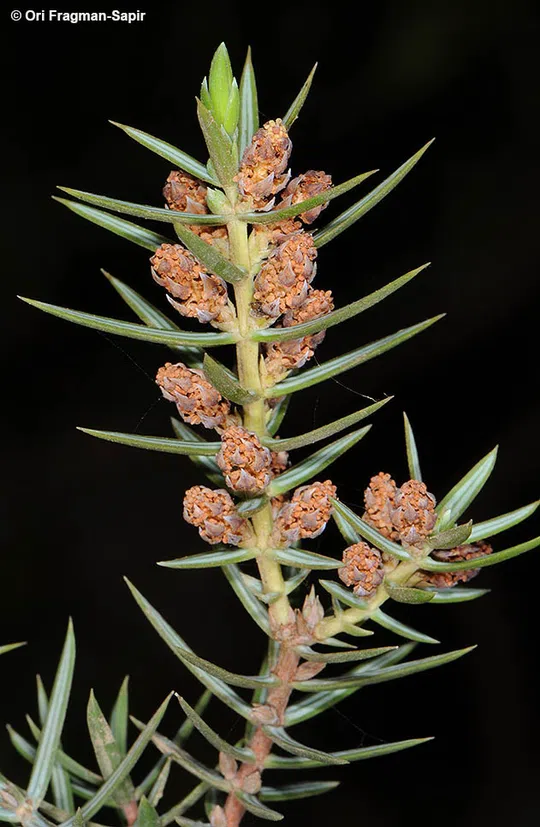 Prickly Juniper, Brown-berried Juniper photographed by 