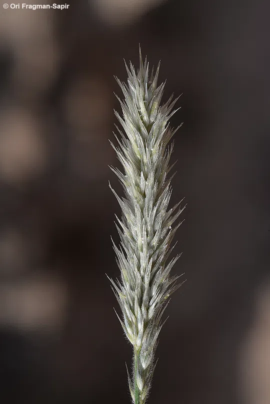 Nineawn Pappusgrass photographed by 