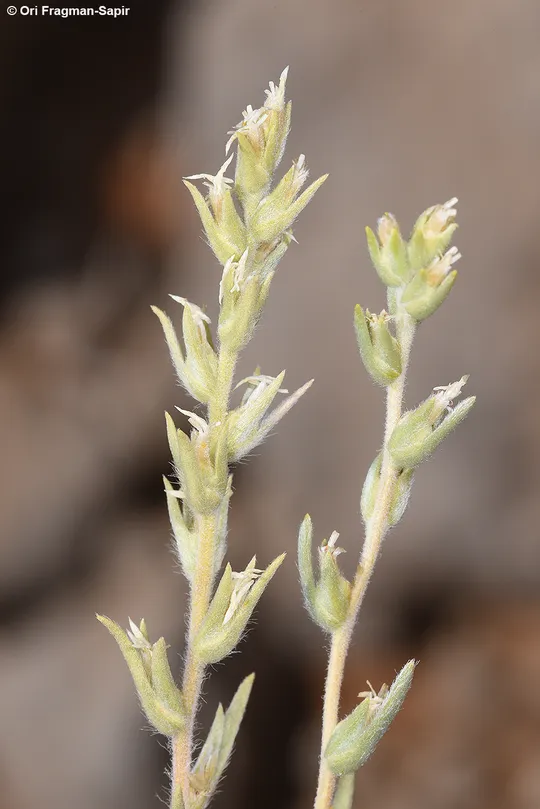 Grey Saltwort photographed by 