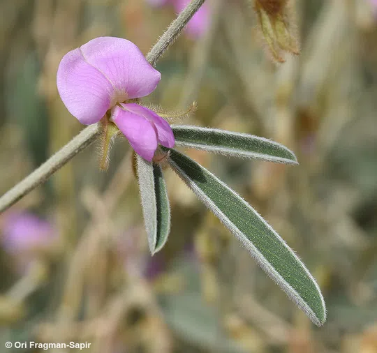 Nubian Hoary Pea photographed by 