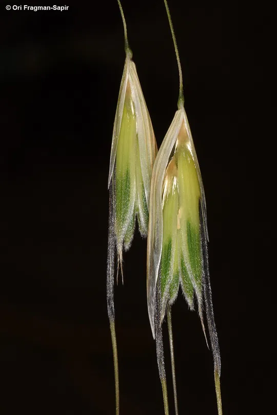 Wild oat sp. photographed by 