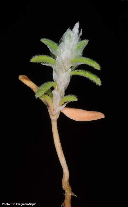 Paronychia palaestina photographed by 