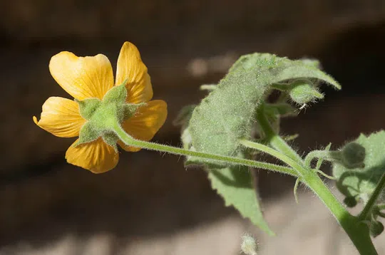 Indian Mallow, Indian Abutilon photographed by 