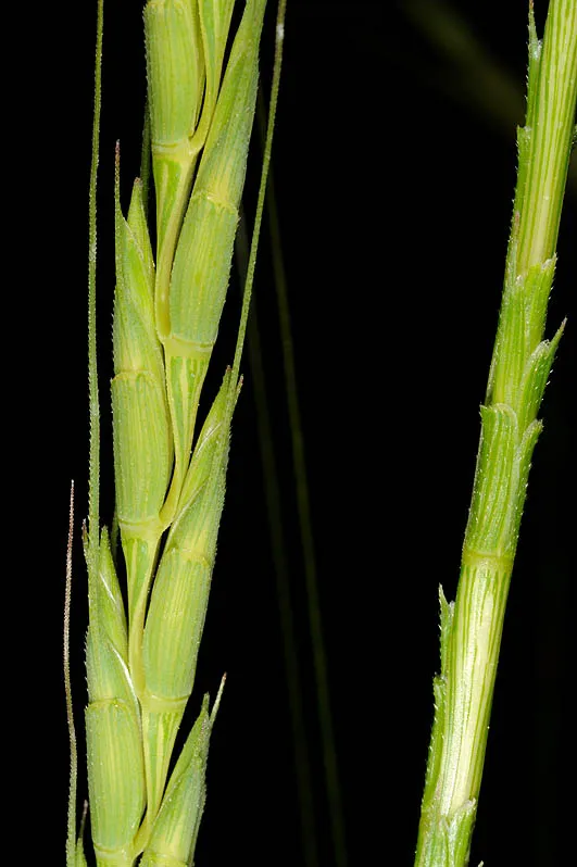 Truncate Goatgrass, False Spelt photographed by Ori Fragman-Sapir