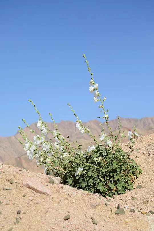 Desert Hollyhock photographed by Ori Fragman-Sapir