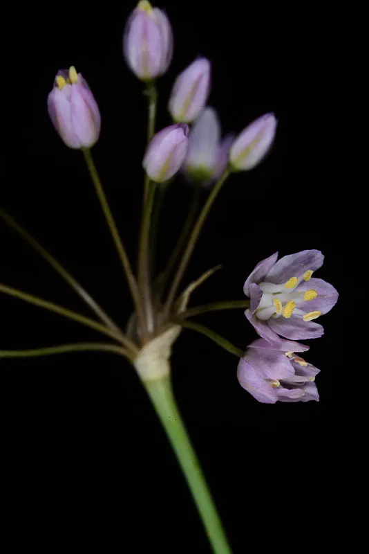 Allium akirense