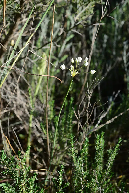 Allium akirense photographed by 