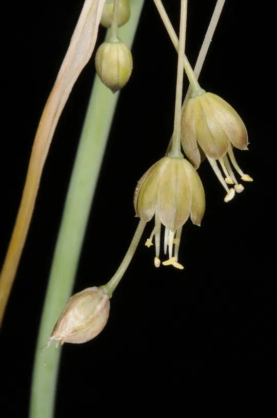 White-tunicated Garlic photographed by 