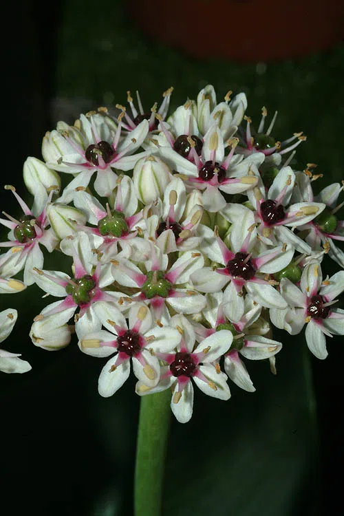 Allium basalticum photographed by 