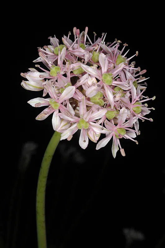 Allium dumetorum photographed by 